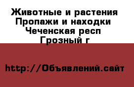 Животные и растения Пропажи и находки. Чеченская респ.,Грозный г.